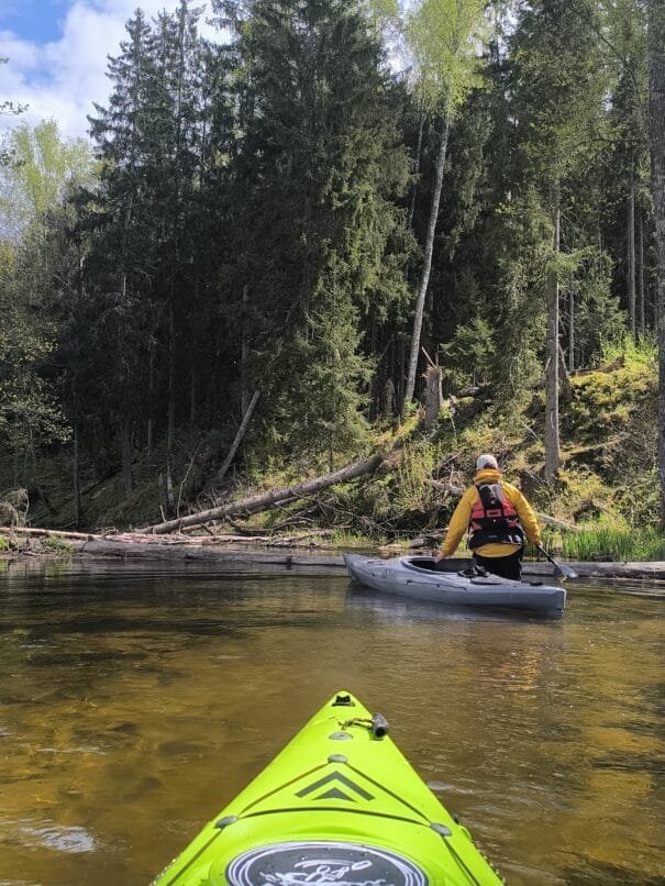 Medžių užvartos upėje